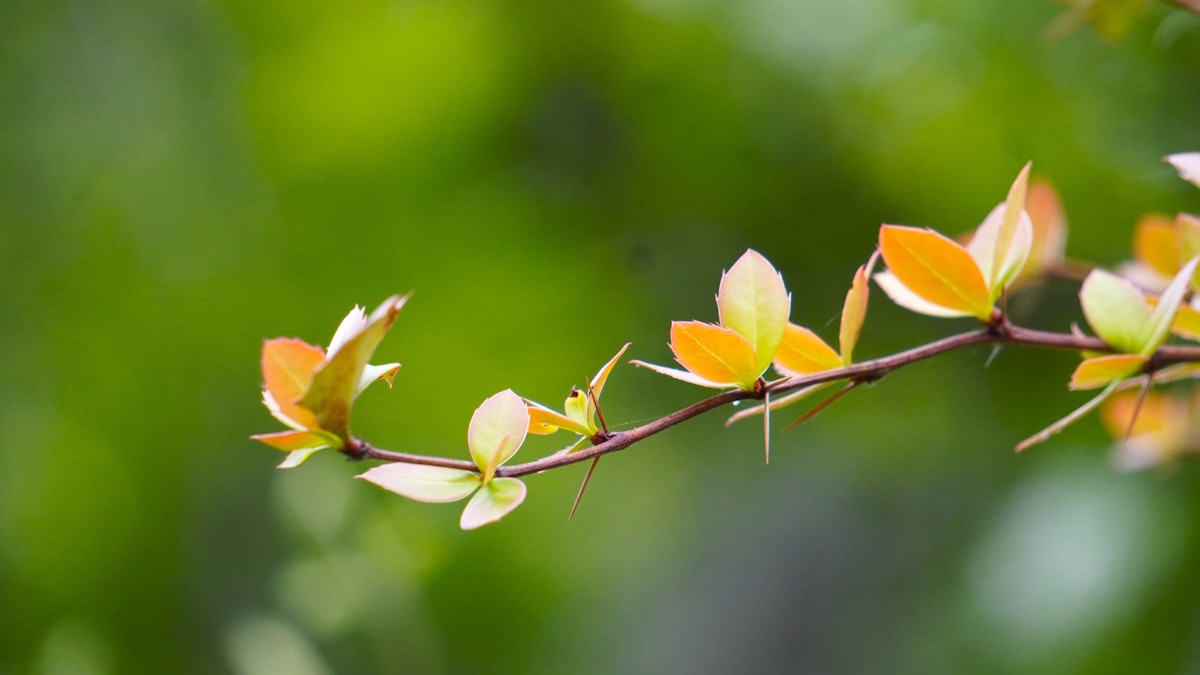 Traditional folk medicine practices and cultural wellness traditions